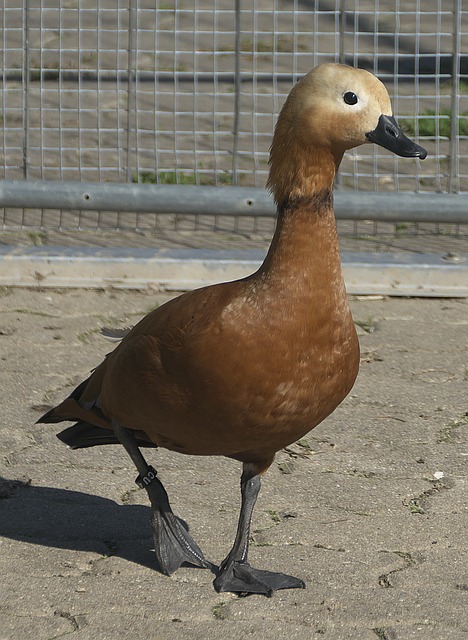 马似乎已经